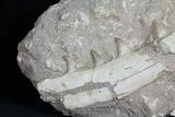 Mosasaur (Eremiasaurus) Jaw Section #50796-2